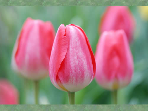 富山県の花　チューリップ